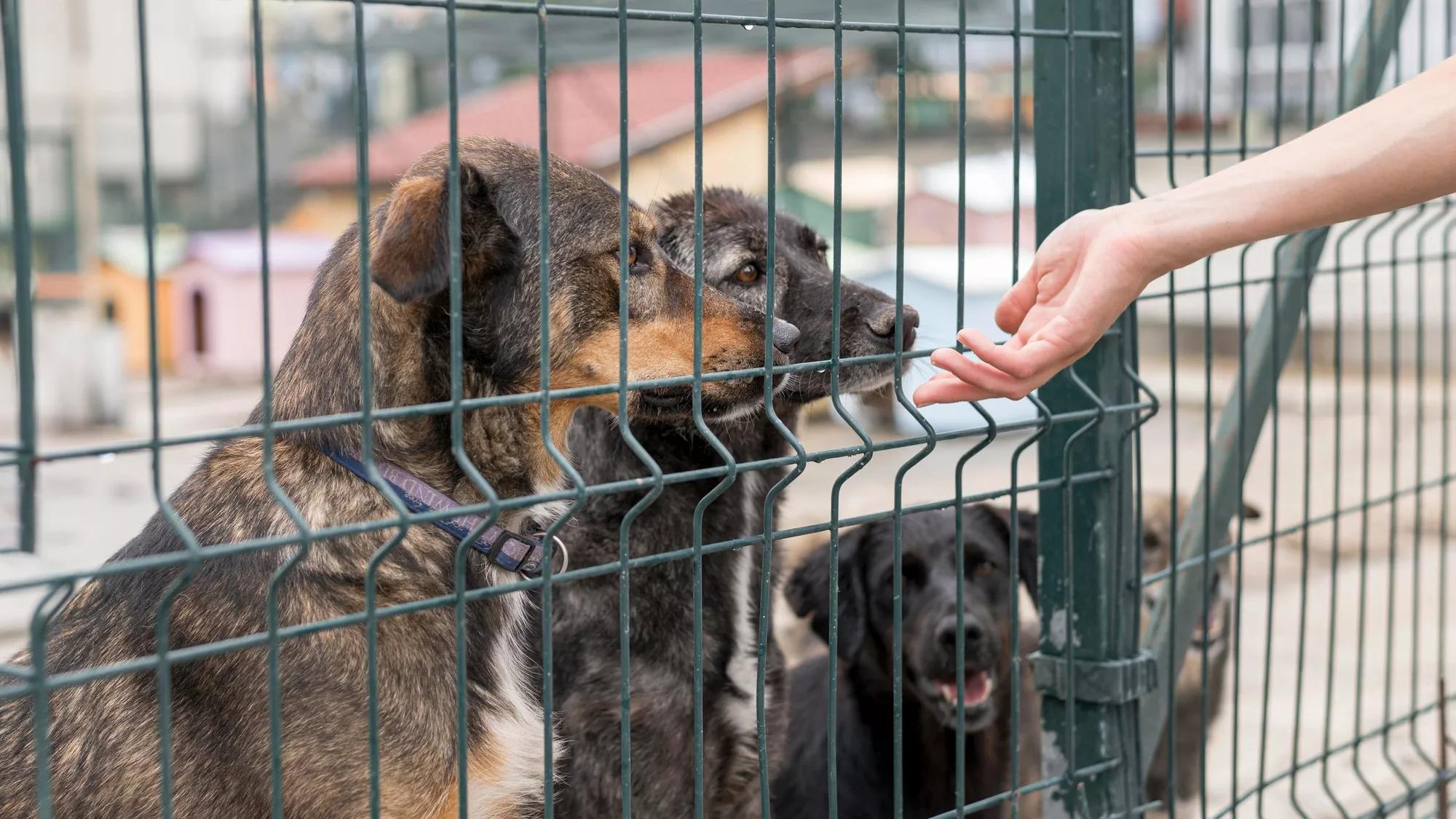 Abandoned dog's In cage